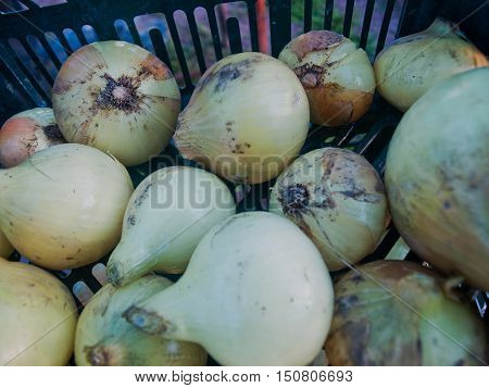 the bulbs of onions from the garden are a bunch of