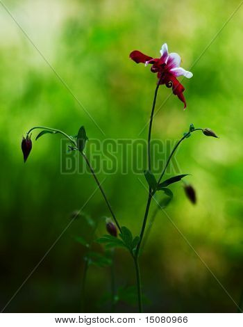 Aquilegia caerulea
