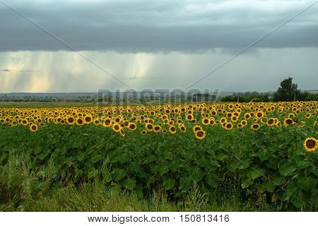 field of blooming sunflowers on a background raining weather with clouds