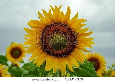 Field of sunflowers . Close up of sunflower against a field
