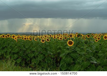 field of blooming sunflowers on a background raining weather with clouds