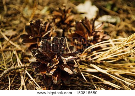 pine cones dry on the eath in the wood