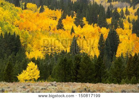Quaking Aspen in autumn splendor in the Rocky Mountains of Colorado.