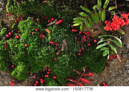 The composition of moss and red ash