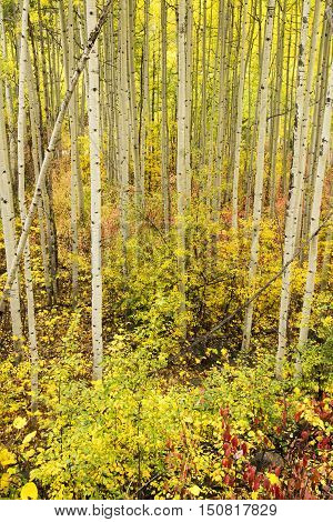 An autumn forest floor in the Rocky Mountains of Colorado