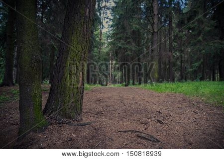 Path in spring green forest in nature