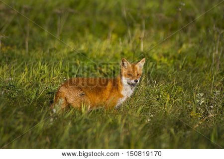 Fox in meadow/Red Fox in grassy meadow.
