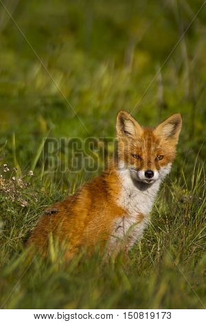 Fox in meadow/Red Fox in grassy meadow.