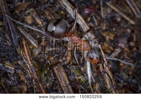 Ants on anthill/ANT/Red ant in forest/Protect house.