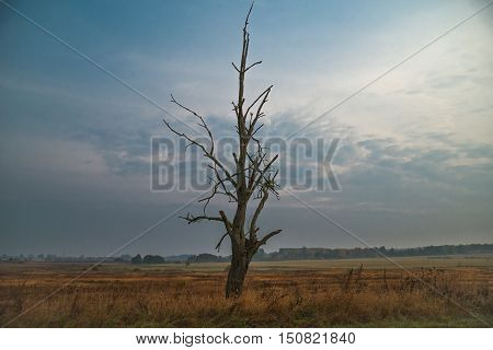 Dead tree in the field and dry the swamp in Woodland