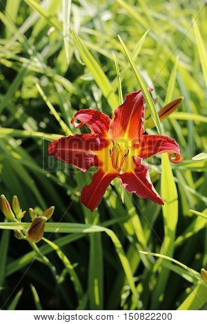Beautiful bright lily in sunlight on the summer garden