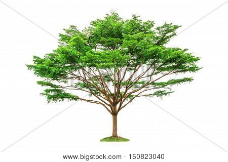 tree(Terminalia ivorensis) .isolated on the white background