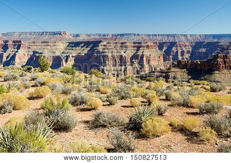 Plants Of Grand Canyon