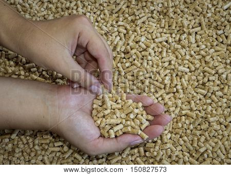 Wood pellets. .Biofuels . Wood pellets in female hands.The cat litter.