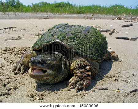 เต่า