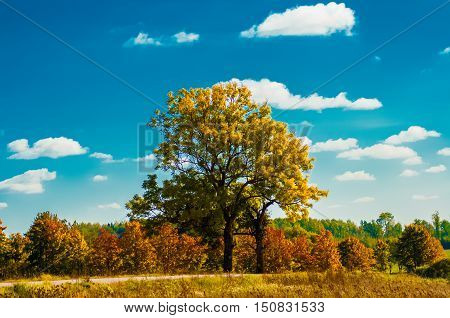 Colorful autumn tree in a meadow near the forest