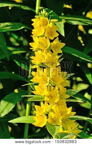 Garden yellow loosestrife. Beautiful yellow flowers closeup