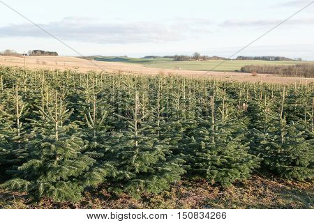 Nordmann fir plantation for Christmas market in Denmark