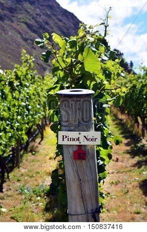Pinot Noir Sign On Grape Vine