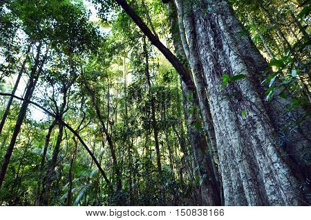 Springbrook National Park - Queensland Australia