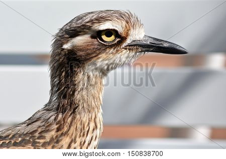Bush Stone-curlew