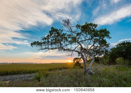 Tree at Sunrise on Tybee Island just outside Fort Pulaski