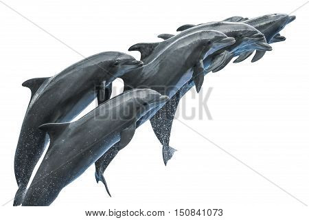 Group of dolphins seen sidewise while jumping together. Isolated on white background.