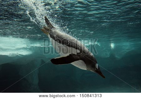 Gentoo Penguin Swim Underwater