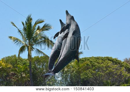 Dolphins Jumps In The Air