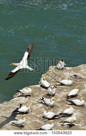 Muriwai Gannet Colony - New Zealand