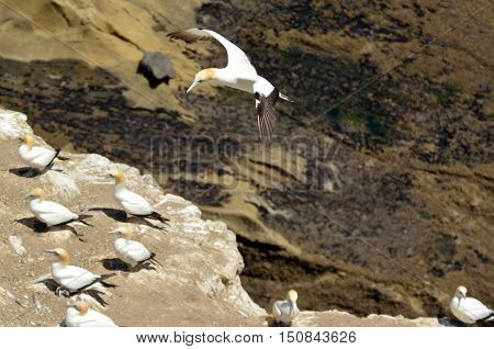 Muriwai Gannet Colony - New Zealand