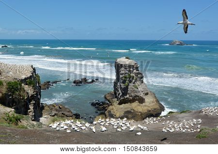 Muriwai Gannet Colony - New Zealand