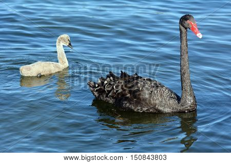 Female Black Swan With Her Cygnet