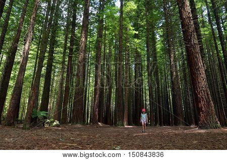 Child travel outdoors in Redwoods Rotorua New Zealand.