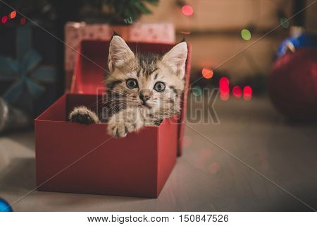 Cute tabby kitten playing in a gift box with Christmas decoration