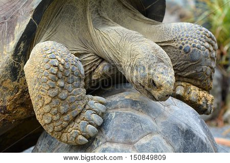 Two Galapagos Tortoise Image & Photo (Free Trial) | Bigstock