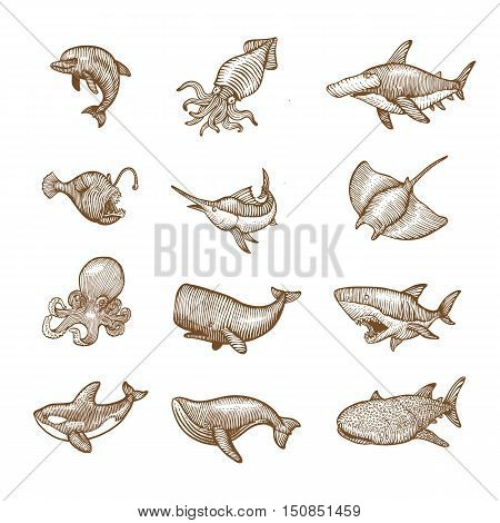 Set of aquatic Animals Hand drawing vector illustration.