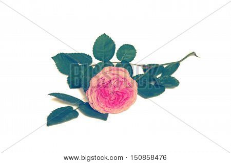 Pink polyanthus rose flower isolated on white background. Vintage toned
