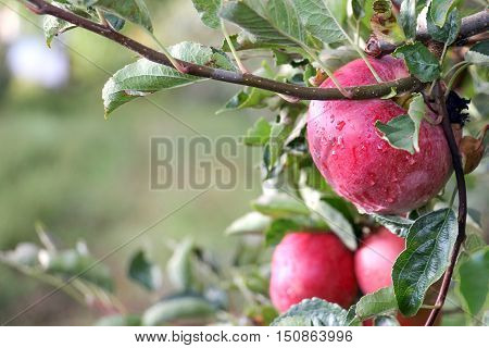 Apple Orchard ready for harvest. Mornig shot after the rain