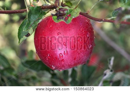 Apple Orchard ready for harvest. Mornig shot after the rain