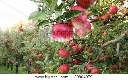 Apple Orchard ready for harvest. Mornig shot after the rain