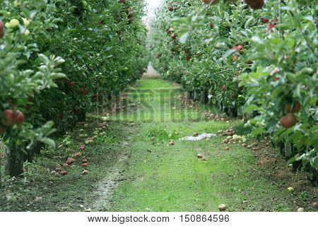 Apple Orchard ready for harvest. Mornig shot after the rain