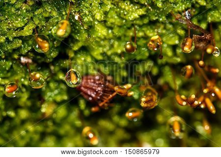 Colorful abstract natural background of wet green moss sphagnum and seeds of moss in drops of water from rain closeup