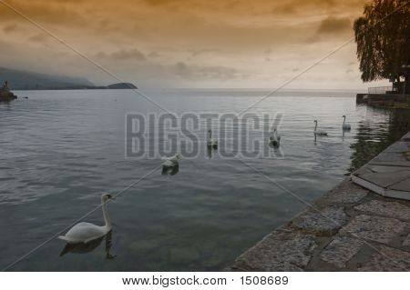 Swan