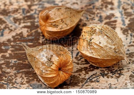 Vanitas Concept: Weathering Sepals of Physalis alkekengi