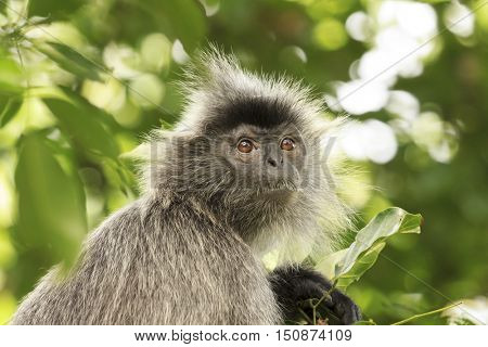 Monkey in forest. Silvery Lutung monkey. Silvered leaf Langur monkey