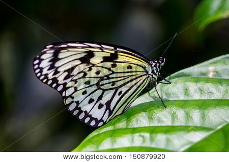 Tropical butterfly large tree nymph on the leaf.