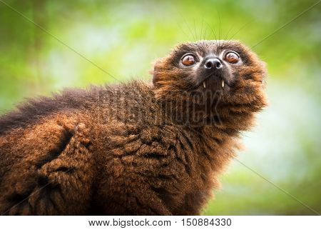 Portrait of adult male red-bellied lemur (Eulemur rubriventer)