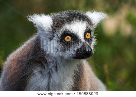 Portrait of young lemur katta (Lemur catta), The Netherlands