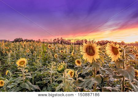 Two sunflowers stand out in a spectacular sunset field with purple hues